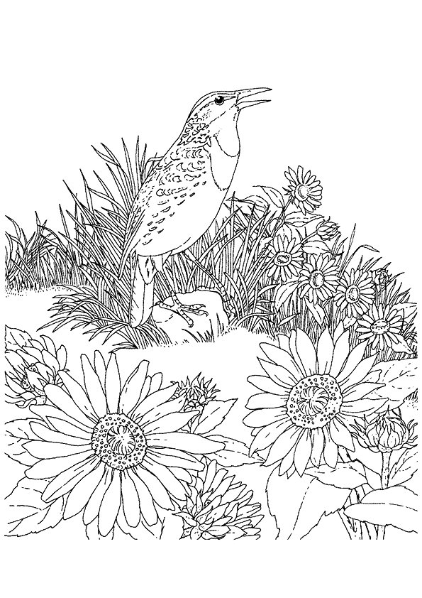 sunflower-coloring-page-0004-q2