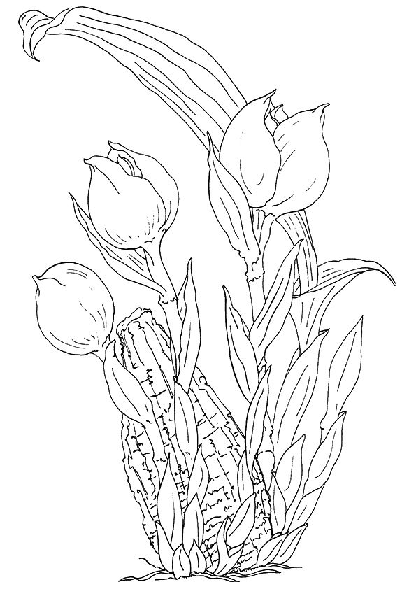 tulip-coloring-page-0001-q2