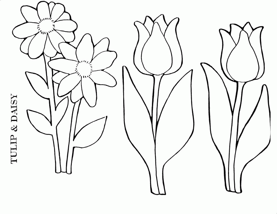 tulip-coloring-page-0011-q1