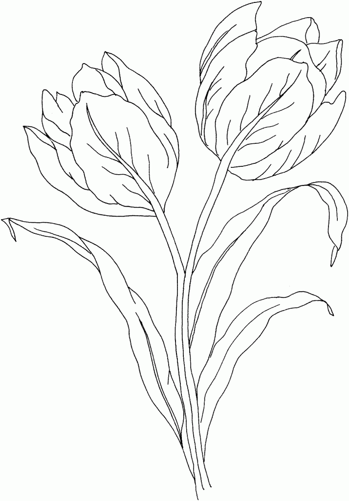 tulip-coloring-page-0013-q1