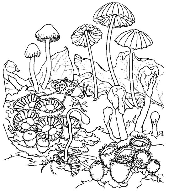 mushroom-coloring-page-0025-q1