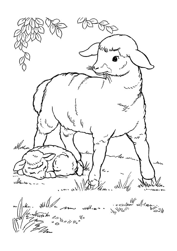 sheep-coloring-page-0023-q2