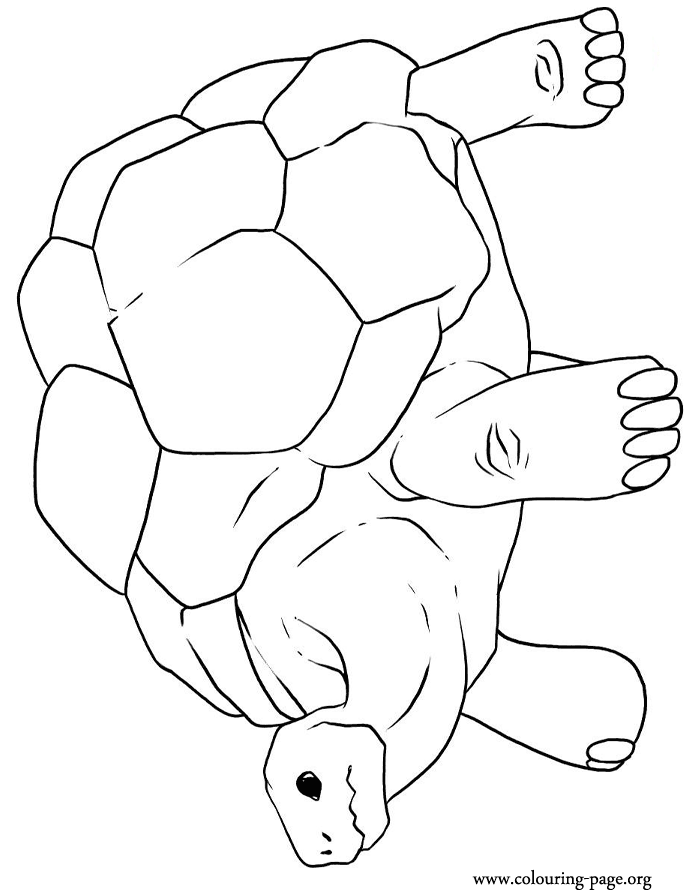 tortoise-and-turtle-coloring-page-0031-q1